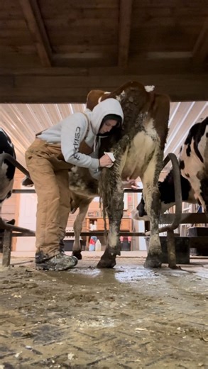 Step into the barn with farmer Sam as she takes you into a deep dive of how morning chores typically go!! 🐄 Let us know if you enjoy the longer videos and what you want to see more of! We enjoy making them! 🤍 Disclaimer: please excuse the muddy cows! with the snow melting everything has been a bit extra messy • • • #shoplocal #eastonCT #fairfieldcounty #holstein #gotmilk #drinkrealmilk #ctdairy #farmfresh #farmwinter | Shaggy Coos Farm