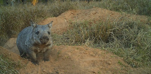 Australian endangered species: Northern Hairy-nosed Wombat
