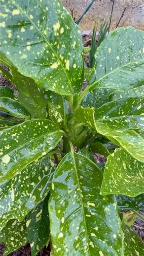 Rain on Aucuba japonica, called spotted laurel, Japanese laurel, Japanese aucuba or gold dust plant