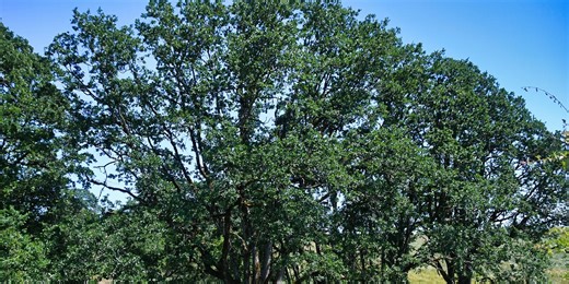 Making Indigenous Futures Real: Concrete Steps for Systemic Transformation