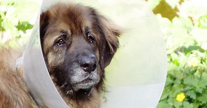 Spleen Functions, Hematoma, and Removal (Splenectomy) in Dogs