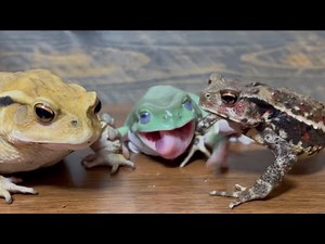 A lovely smile 🐸 A beautiful smile of Butter (Australian green tree frog)! [Frog and toad]