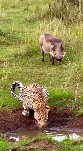 WARTHOG VS LION🦁FUNNY WILDLIFE ANIMALS🤣