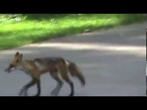 Sunshine the Cat Fights a Fox