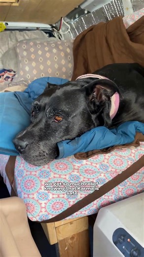 Can you last in a hot RV with no AC? Imagine your pet inside while the power goes out. The Waggle Pet Monitor alerts you if your RV’s temperature becomes unsafe. keeping your furry friends safe, always. | Waggle