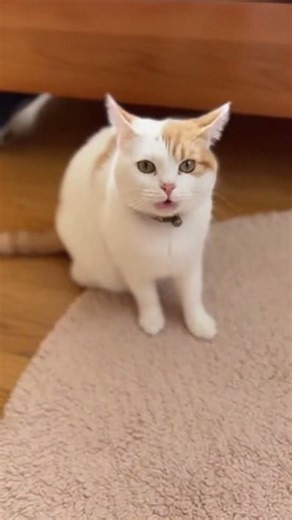 Sleep… Fall… Repeat 😹💤 #cat #cute #kitten #shorts #funny #pets