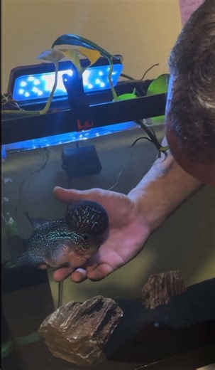 “How We Eliminated Worms from Our Flowerhorn 🐟✅ tank”