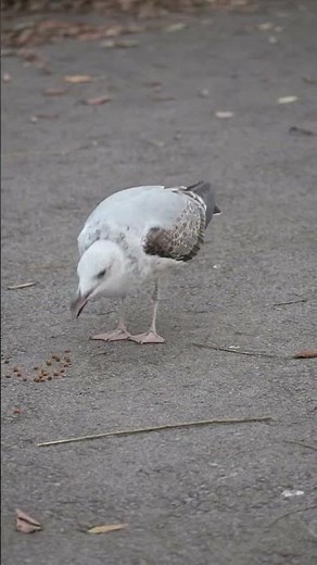 Surprising facts about the adaptable seagull.