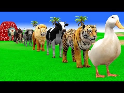 Long Side Game With Duck Cat Lion Shark 3d Animal 3d
