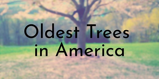 10 Oldest Trees in America - Oldest.org