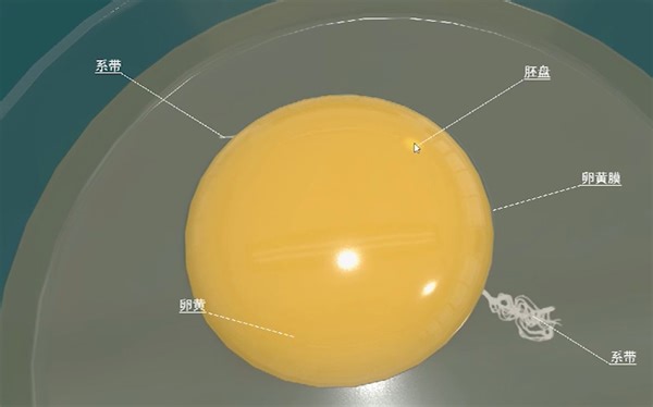 【橘老师实验室】观察鸡卵的结构