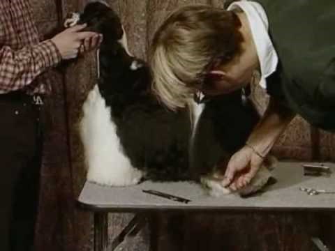How to Groom the Legs - American Cocker Spaniel Video 5min.com.flv
