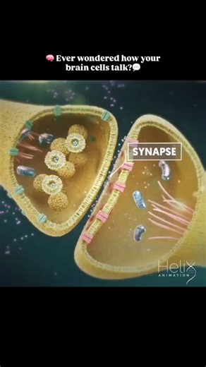 science_learning.point on Instagram: "Follow 🧠✨ How does one neuron talk to another? Welcome to the magical world of the chemical synapse! ⚡ When an electrical signal (action potential) reaches the end of a neuron, something fascinating happens: 1️⃣ Calcium ions rush in through voltage-gated calcium channels. 2️⃣ This triggers vesicles to release neurotransmitters (like acetylcholine or norepinephrine) into the synaptic cleft. 3️⃣ Neurotransmitters bind to receptors on the next cell, opening so
