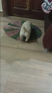 Cute Puppy Daily Life | Labrador Puppy Growing Fast | Funny Puppy Moments | Puppy Care & Training |