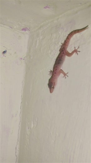 Lizard Sound / Lizard Sound Effects 🤢🤮🤢 #lizardsoundeffect #effects #soundeffects