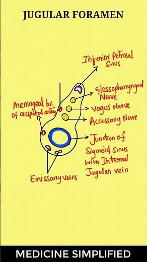 Structures Passing Through Jugular Foramen || Jugular Foramen Contents #anatomy #medicine