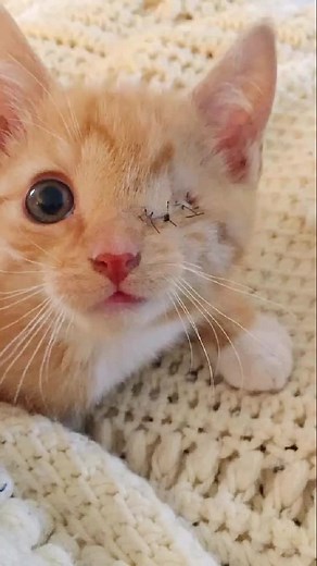 Adorable Cats and Playful Dog: A Heartwarming Showcase