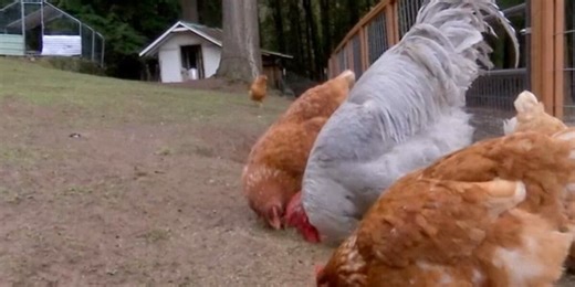 Avian flu found in commercial flock in Butler County