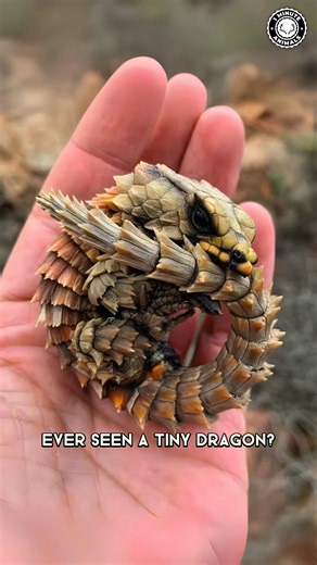Armadillo Girdled Lizard 🦎 The REAL Mini Dragon! It curls into a ball and bites its tail to protect itself. Covered in hard scales like armor. A fierce little dragon straight from South Africa. #armadillogirdledlizard #wildlife #animalfacts #1minuteanimals | 1 Minute Animals
