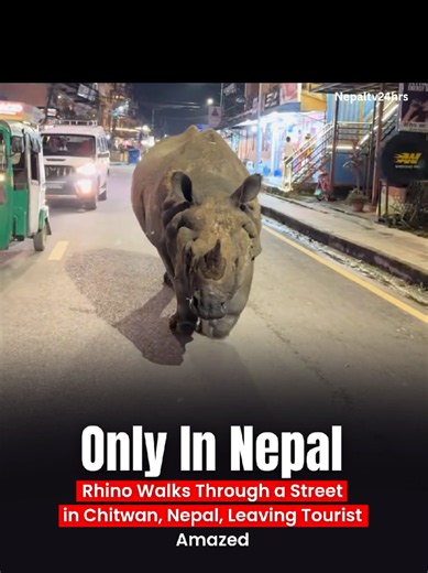 A rhino was seen walking along a street in Chitwan, Nepal, while people watched the unusual scene together. The rare wildlife encounter quickly attracted attention online, showing how closely nature and everyday life meet in Chitwan. Follow @nepaltv24hrs for more updates. #nepaltv24hrs #Chitwan #ViralNepal