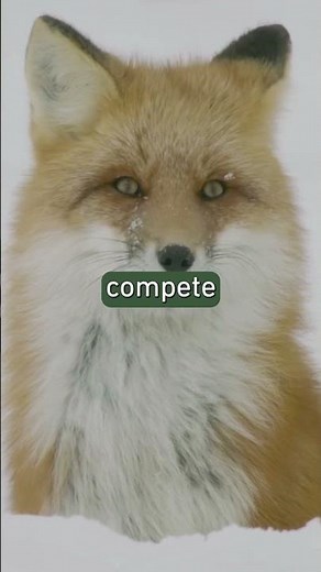 White Fox vs. Red Fox: Which Predator will survive? #arctic #fox #wildlife
