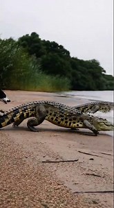 “Dog vs Crocodile 🐶🐊 | The Ultimate Showdown You Won’t Believe!”