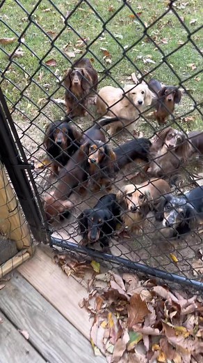 Adorable Tri-Colored Long-Haired Dachshund Puppies Racing