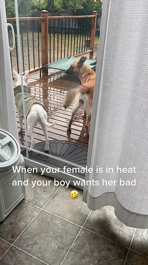 Gender Play in Dogs: Exploring Canine Behavior