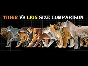 Tiger VS Lion Size Comparison - Lion VS Tiger Size Comparison LiViNG And EXTiNCT