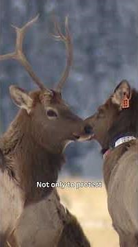 Are fewer elk in Banff a good thing?