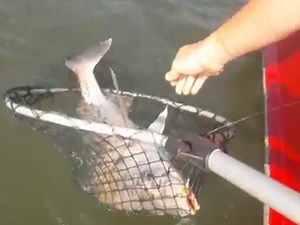 VIDEO: Durban harbour fishing
