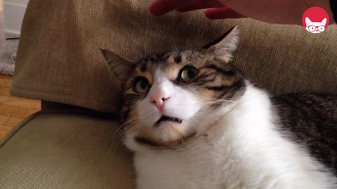 Most Bizarre Cats Compilation