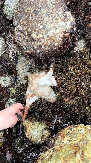 5.3K views · 318 reactions | Octopus rescue! It holds my hand at the end 凉 #OctopusRescue #MarineLife #OceanConservation #UnderwaterAdventure #AnimalConnection #fblifestyle | Marine biology | Facebook