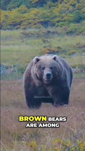 Brown Bear 🐻: From Berry Buffets to Alpine Peaks & The Way They Communicate