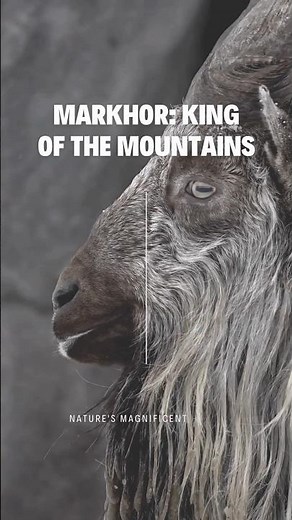 Markhor King of the Mountains #markhor #Ibex #MountainGoat #Wildlife #Documentary #CliffClimb #fyp