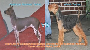 American Hairless Terrier vs. Welsh Terrier: A Breed Comparison