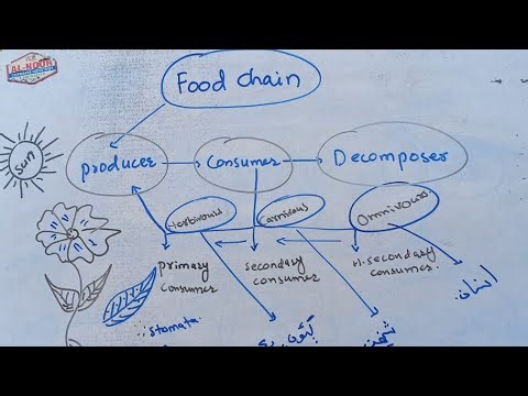 Food chain, producer, consumer and decomposer, ecosystem, dependents and independents
