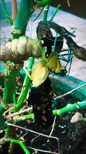 Giant Swallowtail #butterfly Emerges From Chrysalis
