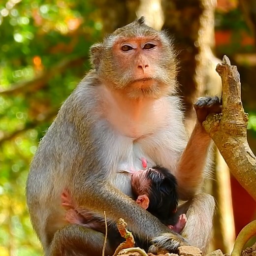 Poor Monkey Nanda really look exhausted after gave birth newborn baby safe #beautiful #monkeydluffy #monkeycute #babymonkey #monkeyface #lovely #monkey #cute #animals #animalsbaby #poormonkey #monkeycry #funny #funnyvideo #cuteanimals | Monkey TV7