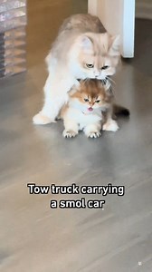 Damn this kid #kitten #9gag | 9GAG