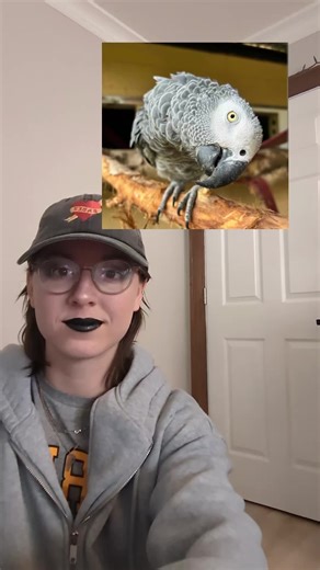 African Grey Parrot! one other notable African Grey Parrot was named Alex and is seen in the picture with the colorful blocks. Alex and his trainer/researcher Irene Pepperberg worked together for 30 years to study how the minds of these animals work and what they can achieve and some ground breaking discoveries included that some non-human animals can think existentially, ask questions and become bored! #africangreyparrot #birds #ootd #fitcheck #birdtok