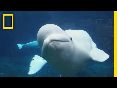 シロイルカの“いないいないいばあ” | ナショジオ