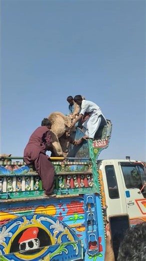 سكان الصحراء يحملون الجمال على سطح السيارة