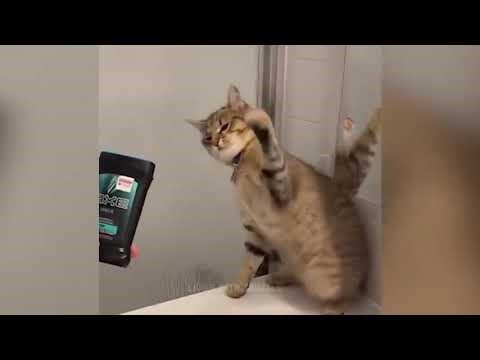 Videos De Risa De Perros y Gatos Videos De Animales Graciosos