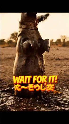 Leopard Gets Fright of Its Life! (Wait for the Hippo 🦛)