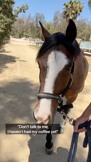 3.5K views · 261 reactions | When the pony hasn’t had coffee yet..  #horsesandhumor #horse #pony #piperthepony | Evan’s Horses & Humor | Facebook