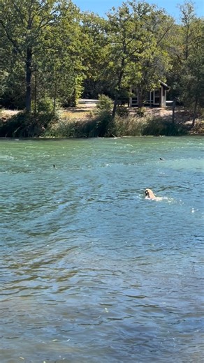 11 reactions | We went the South Bastrop State Park and Axl got super exited to see water - he saw his prey and went for it. Fun to see his natural desire for a bird. #labrador #duckdogs | Kari Adams | Facebook