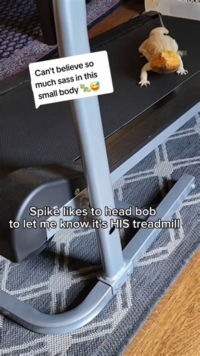 2.3K views · 370 reactions | It's his world and we're just living in it. ... #beardeddragon #headbob #treadmill #workout #beardeddragons #reptilesofinsta #cutepets | Spikedays | Facebook