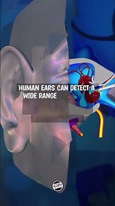 5 Sound Facts You Didn’t Know!