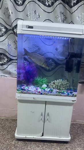 Stunning Large Fish Swimming in Vibrant Aquarium